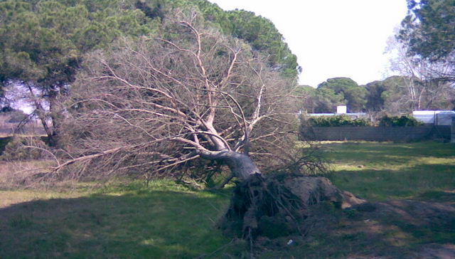 Pino de la pineda de Gavà Mar arrancado por el fuerte temporal de viento del 24 de Enero de 2009